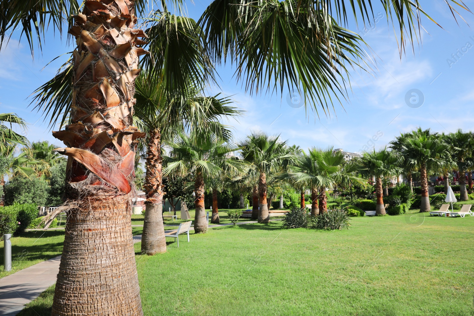 Photo of Beautiful view of palm trees outdoors on sunny summer day