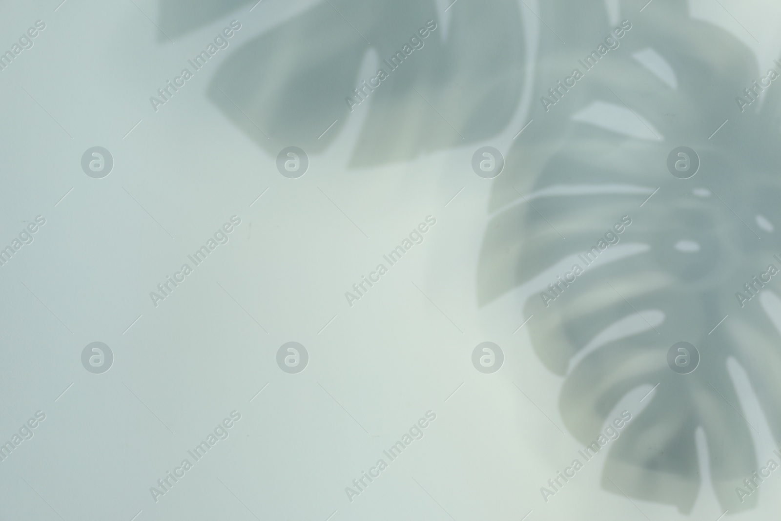 Photo of Shadow of monstera plant leaves on light background, space for text