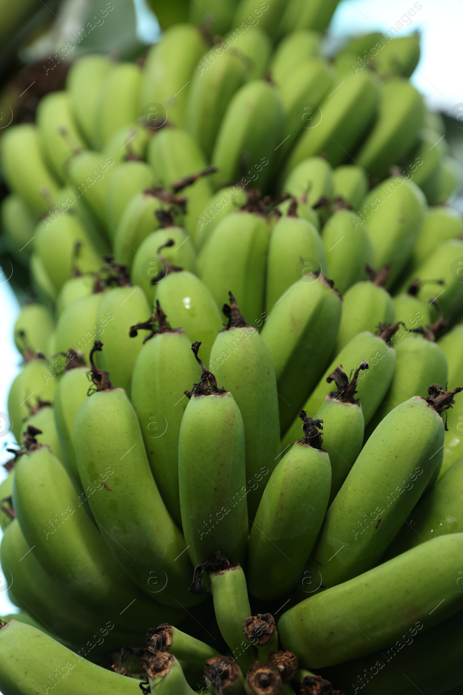 Photo of Unripe bananas growing on tree outdoors, low angle view