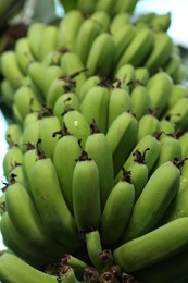 Unripe bananas growing on tree outdoors, low angle view