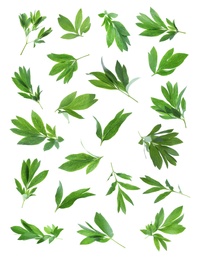 Image of Set of green peony leaves on white background