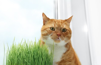 Cute ginger cat near green grass on windowsill indoors