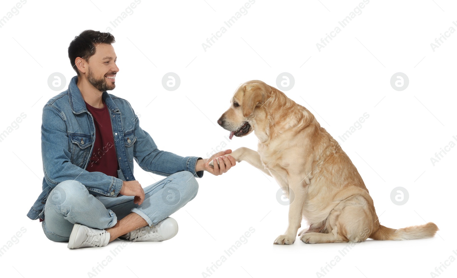 Photo of Cute Labrador Retriever giving paw to happy man on white background