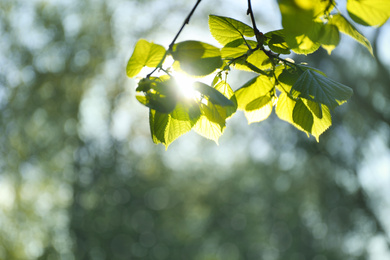 Photo of Tree branches with green leaves on sunny day