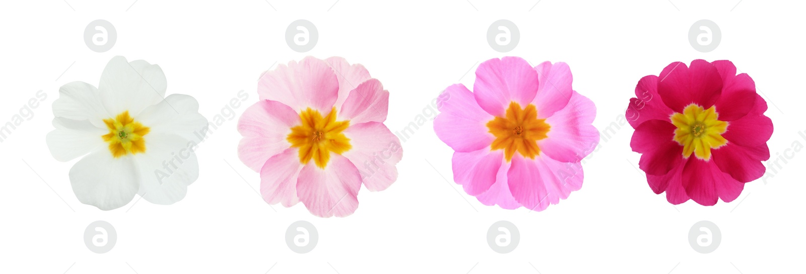 Image of Set with different beautiful primula (primrose) flowers on white background, banner design. Spring blossom