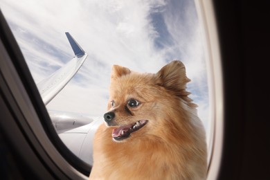 Image of Travelling with pet. Cute fluffy little dog near window in airplane