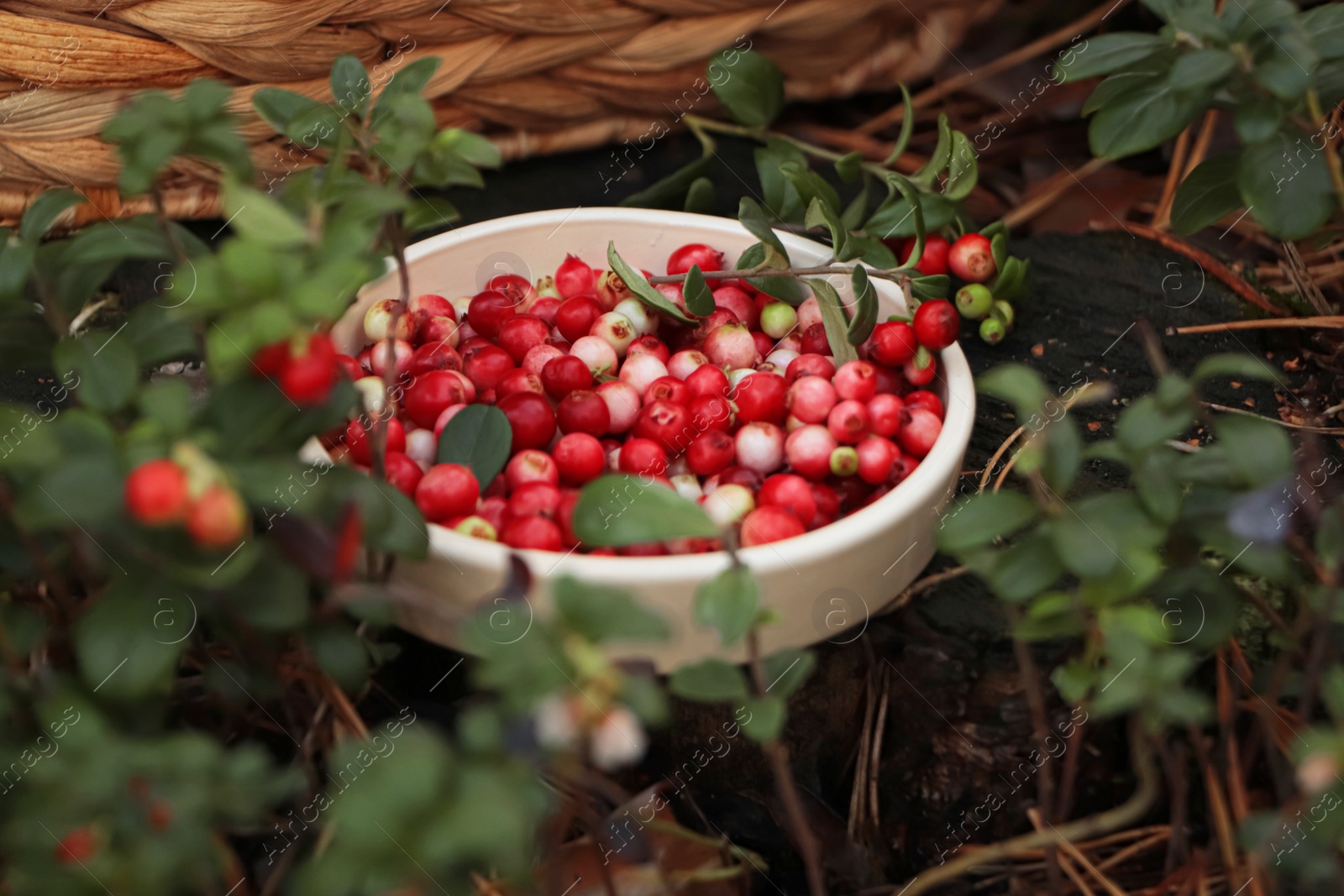 Photo of Bowl of delicious ripe red lingonberries outdoors