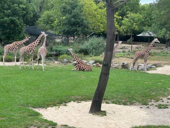 Group of beautiful giant giraffes in zoo enclosure