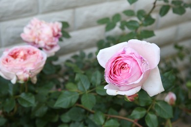Photo of Aromatic flowers. Beautiful pink roses growing outdoors