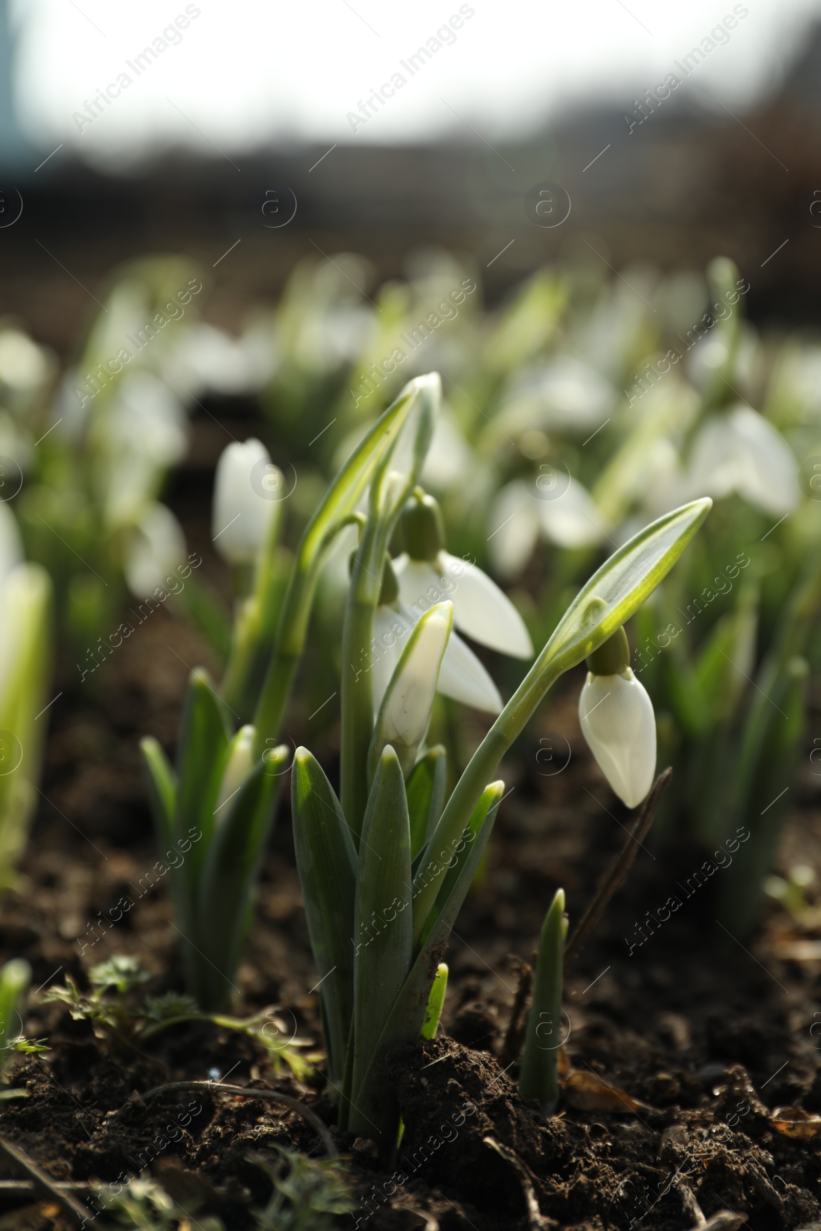 Photo of Beautiful snowdrops growing outdoors. Early spring flowers