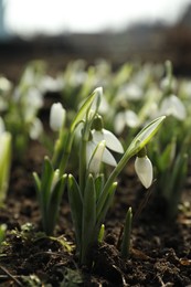 Photo of Beautiful snowdrops growing outdoors. Early spring flowers