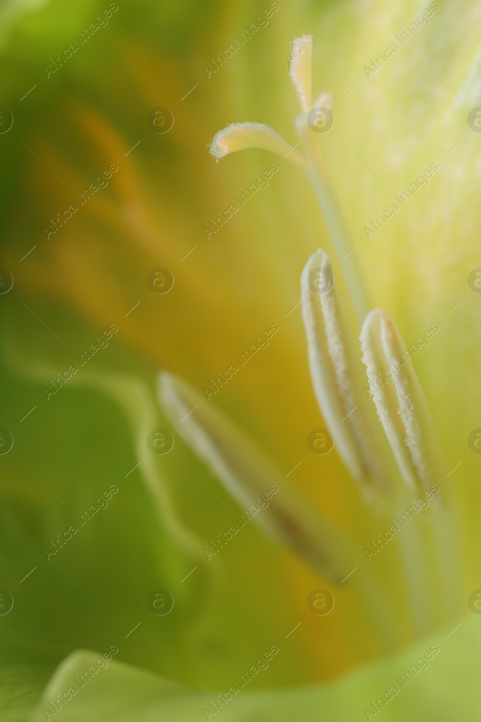 Photo of Beautiful light green Gladiolus flower as background, macro view