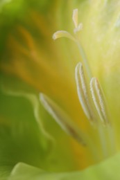 Photo of Beautiful light green Gladiolus flower as background, macro view