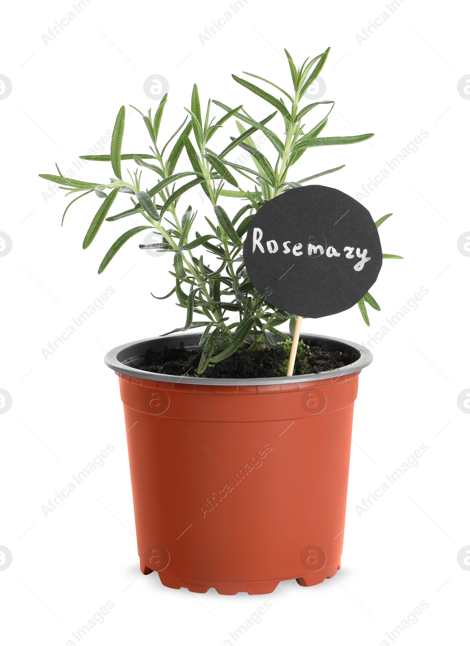 Photo of Aromatic green potted rosemary isolated on white