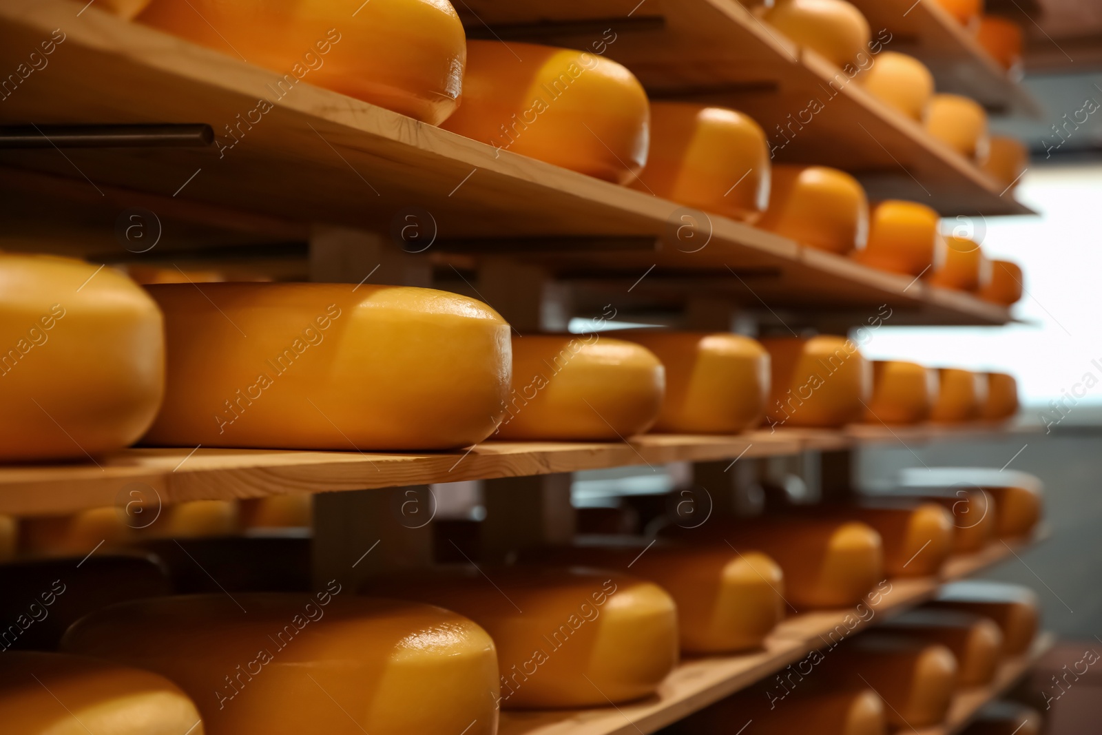 Photo of Fresh cheese heads on rack in factory warehouse