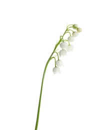 Photo of Beautiful fragrant lily of the valley on white background