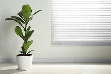 Photo of Fiddle Fig or Ficus Lyrata plant with green leaves near window indoors, space for text
