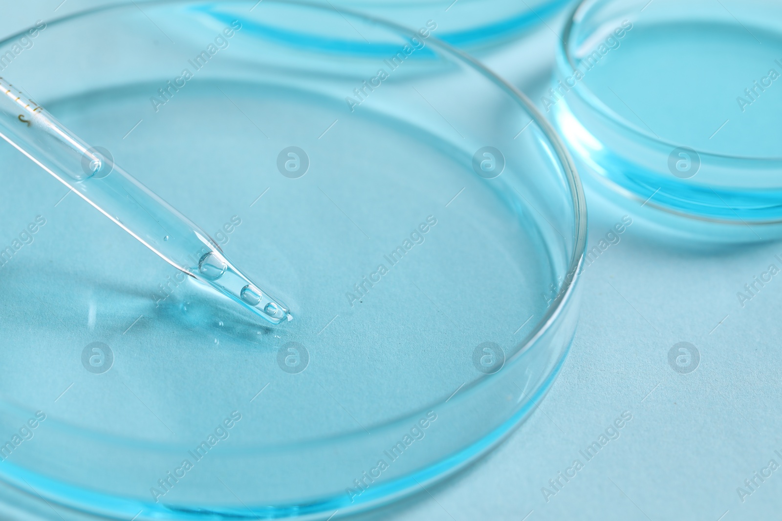 Photo of Dripping liquid from pipette into petri dish at light blue table, closeup. Laboratory analysis