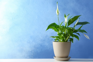 Photo of Pot with peace lily on table against color wall. Space for text