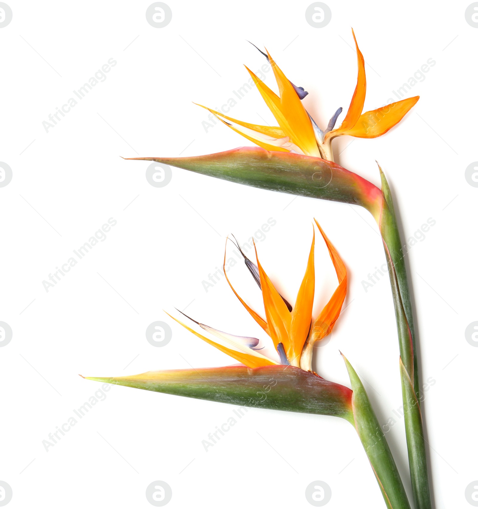 Photo of Beautiful bird of paradise flowers on white background. Tropical plant