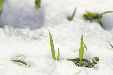 Green grass growing through snow on sunny day, closeup