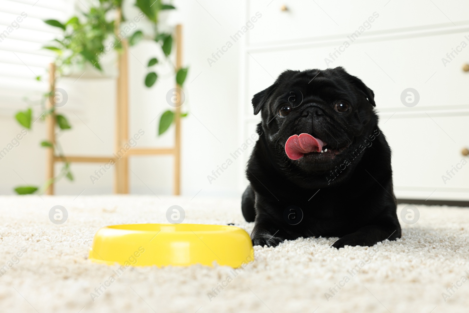 Photo of Cute Pug dog eating from plastic bowl in room, space for text