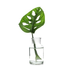 Lab glassware with exotic plant isolated on white. Organic chemistry