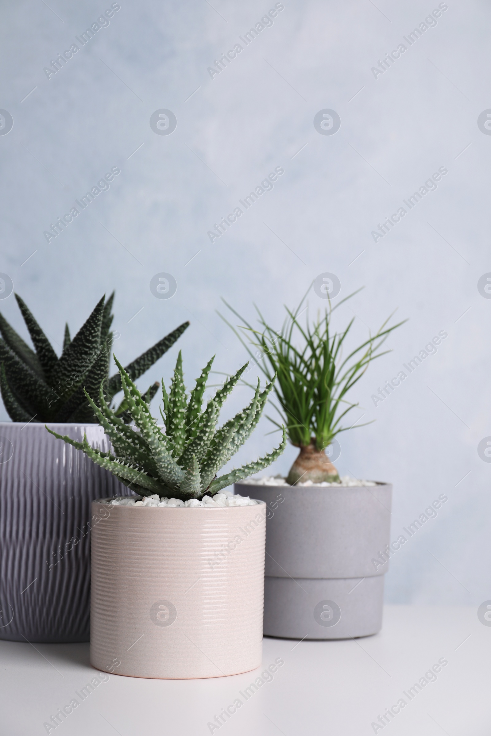 Photo of Beautiful Aloe, Haworthia and Nolina in pots on white table. Different house plants