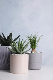 Beautiful Aloe, Haworthia and Nolina in pots on white table. Different house plants
