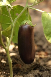 One ripe eggplant growing on stem outdoors