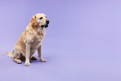 Photo of Naughty Labrador Retriever dog chewing wired headphones on purple background. Space for text