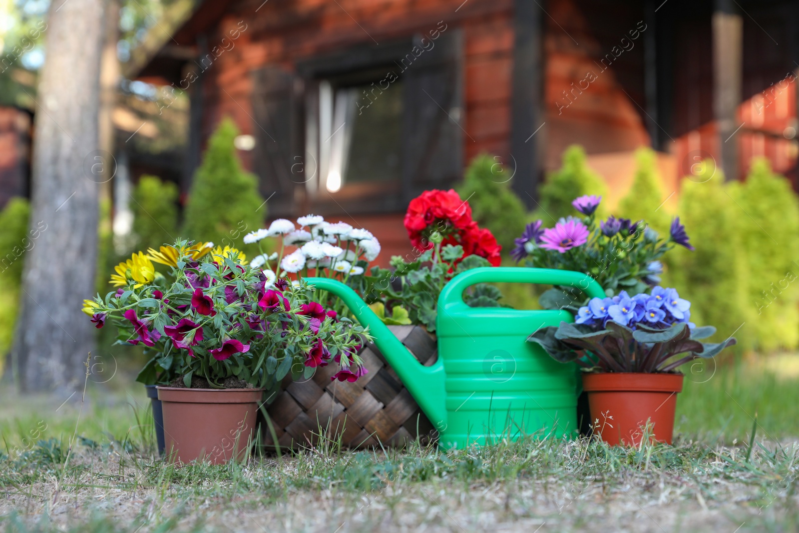 Photo of Beautiful blooming flowers and watering can on green grass in garden