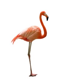 Image of Beautiful flamingo on white background. Wading bird