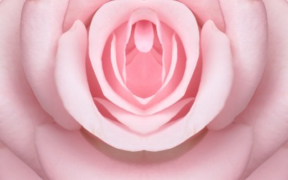 Image of Erotic metaphor design. Rose bud with petals resembling vulva. Beautiful flower as background, closeup