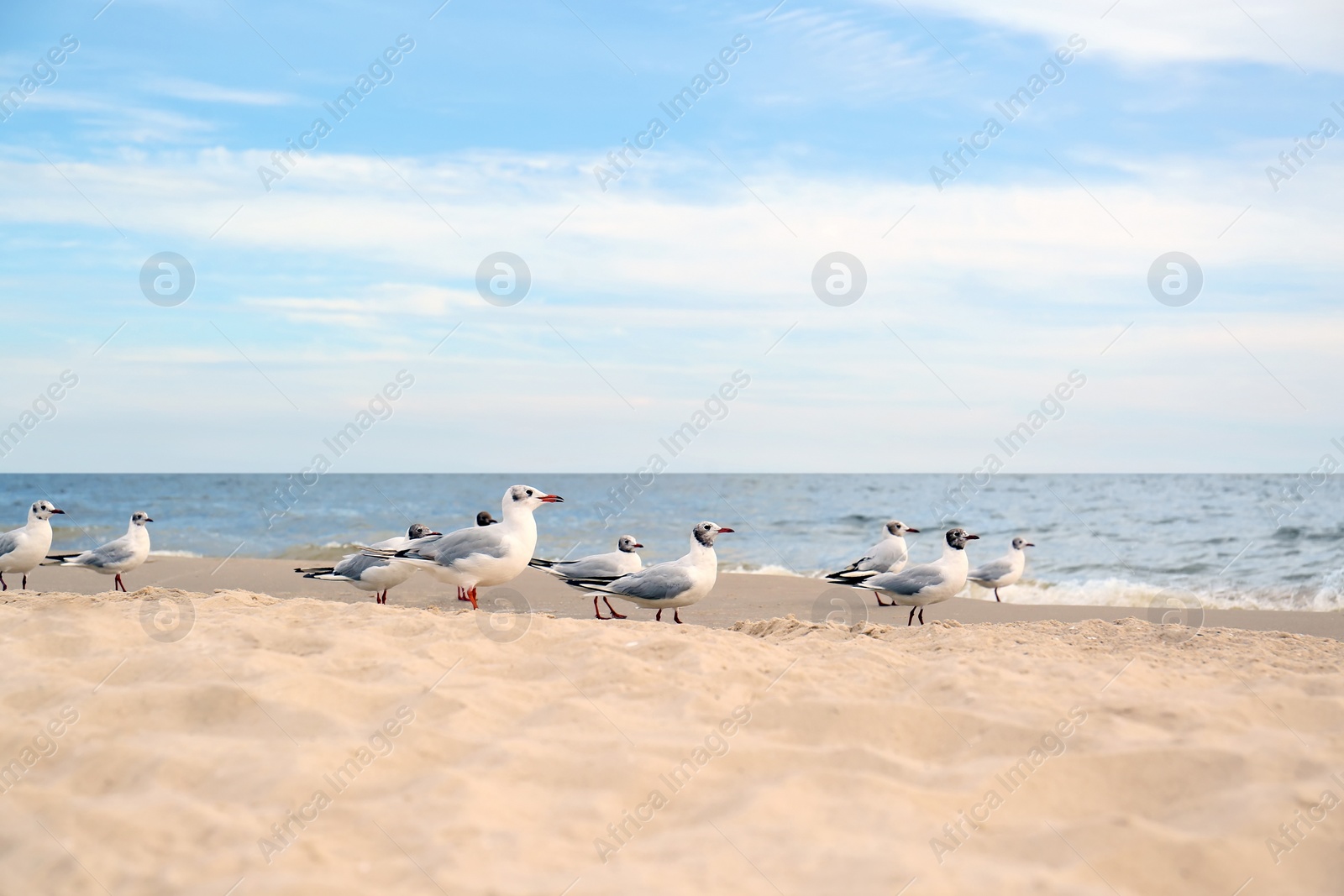 Photo of Beautiful sea coast with seagulls under blue sky