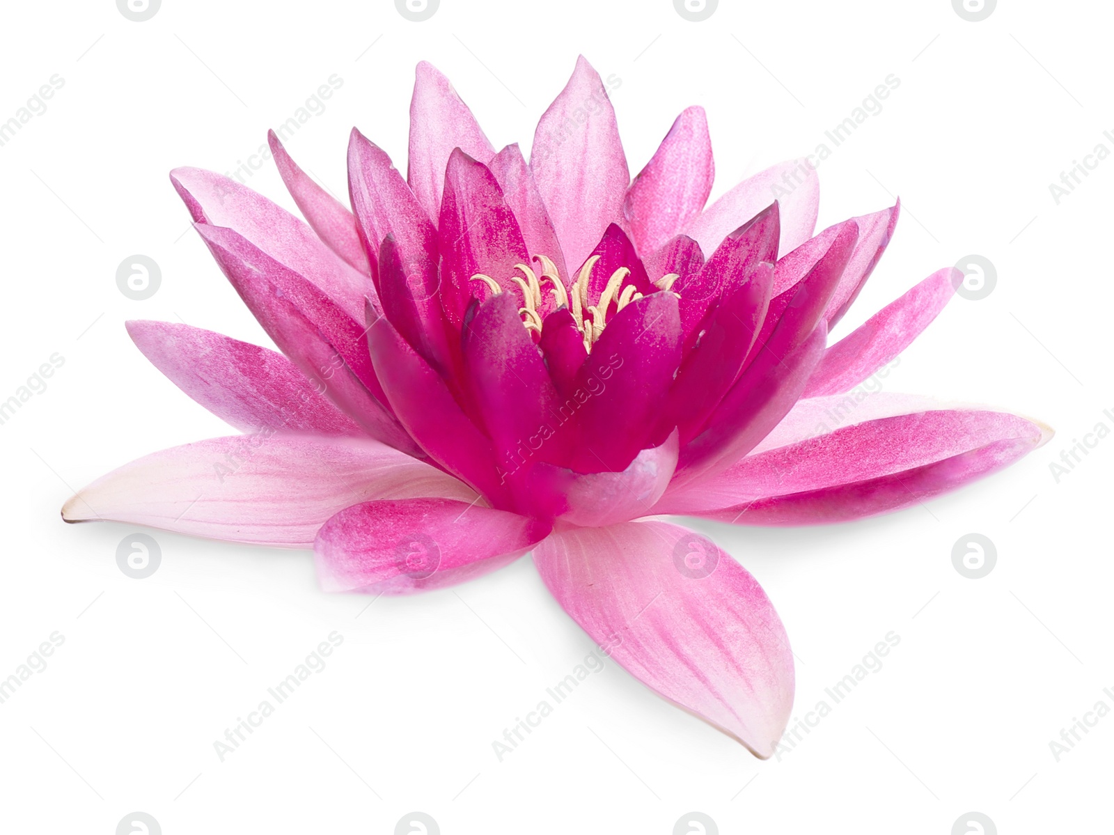 Image of Beautiful blooming lotus flower isolated on white