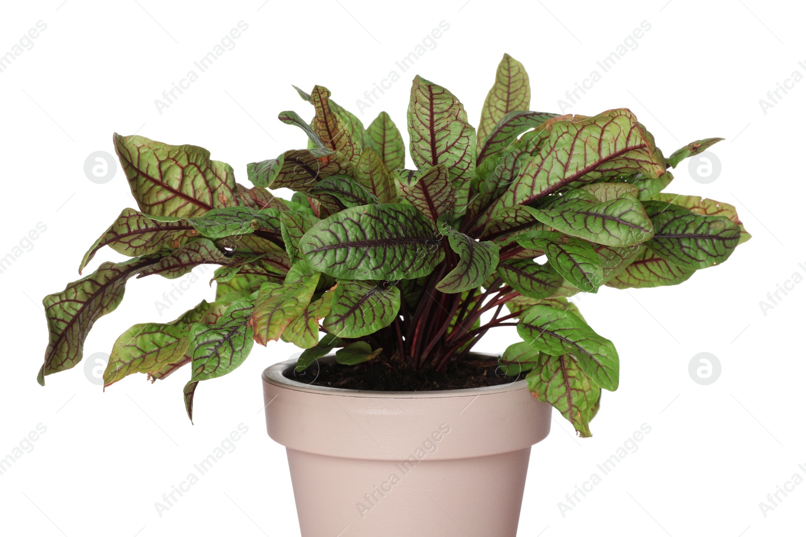 Photo of Sorrel plant in pot isolated on white