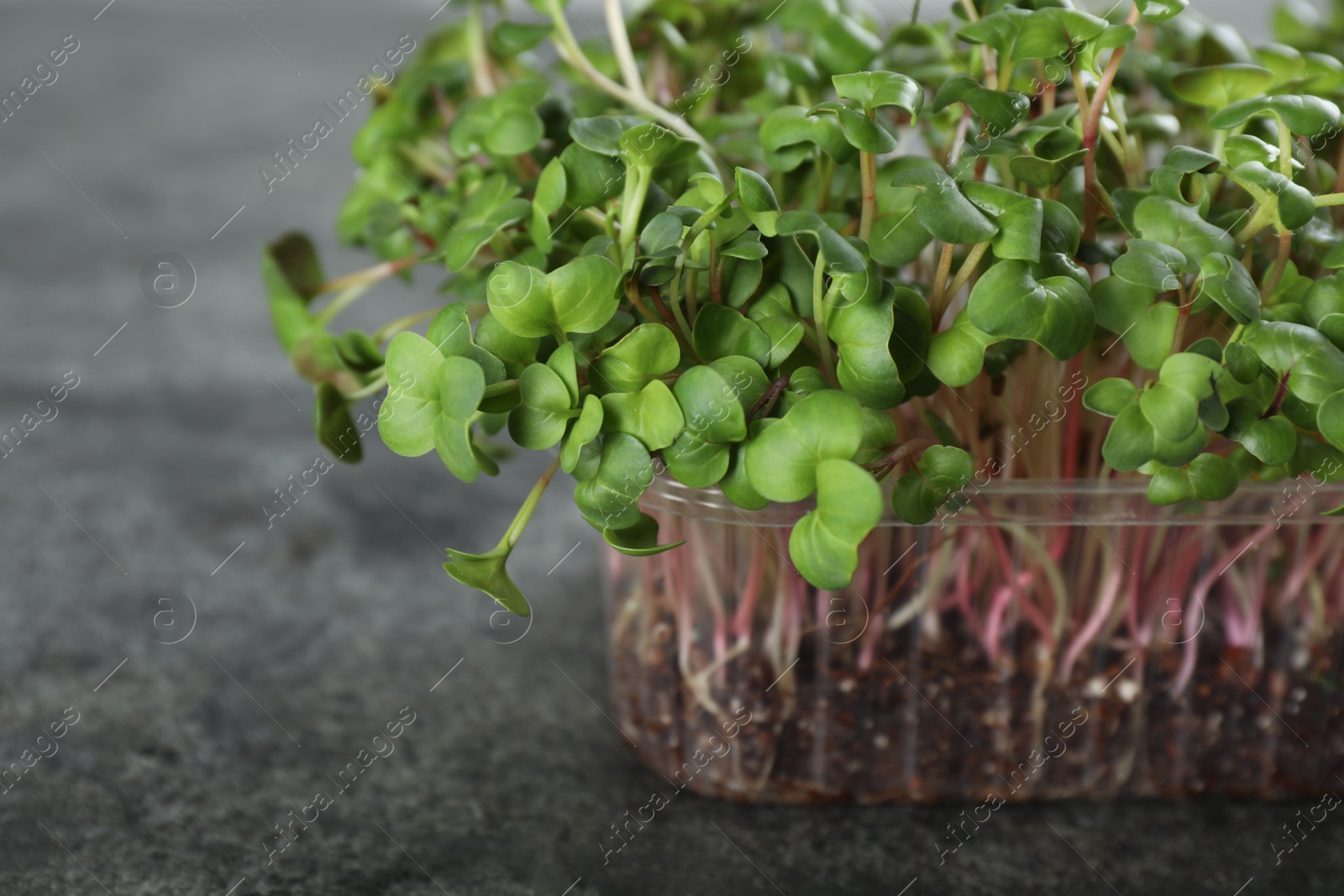 Photo of Fresh radish microgreens in plastic container on grey table, closeup