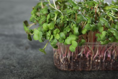 Fresh radish microgreens in plastic container on grey table, closeup