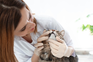 Photo of Professional veterinarian examining cat's teeth in clinic