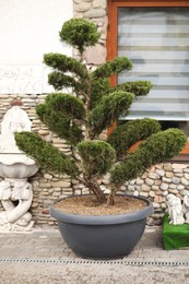 Photo of Beautiful bonsai tree in pot near house outdoors