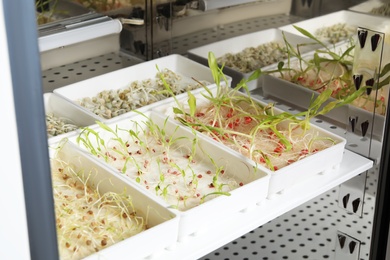 Photo of Containers with different sprouted seeds in germinator. Laboratory research