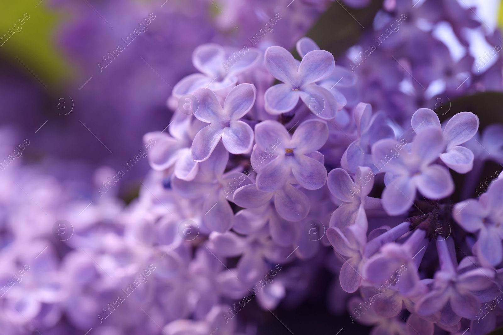 Photo of Closeup view of beautiful blooming lilac shrub outdoors