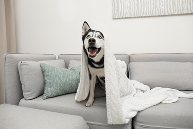 Photo of Cute Siberian Husky dog on sofa at home