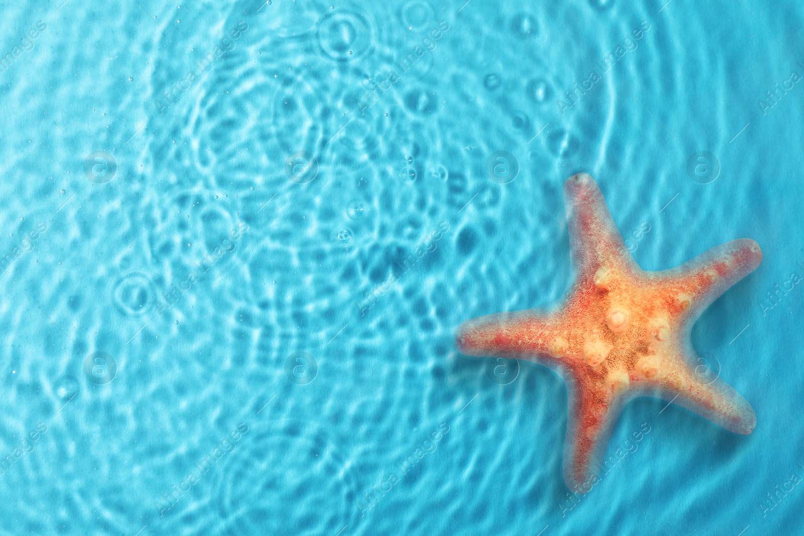 Image of Starfish in sea water, top view. Space for text