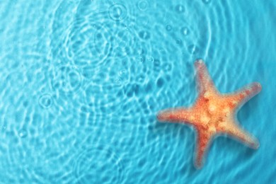 Starfish in sea water, top view. Space for text