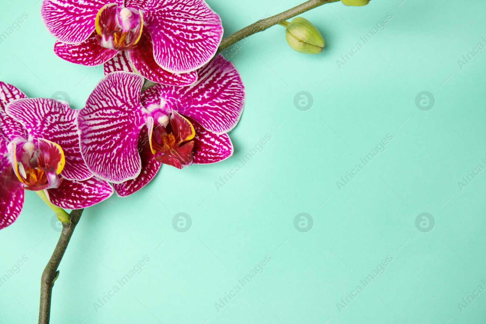 Photo of Branch with beautiful tropical orchid flowers on color background, top view. Space for text