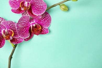 Photo of Branch with beautiful tropical orchid flowers on color background, top view. Space for text