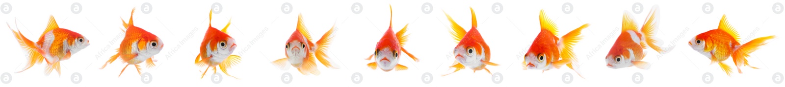 Image of Beautiful bright small goldfish on white background, collage. Banner design