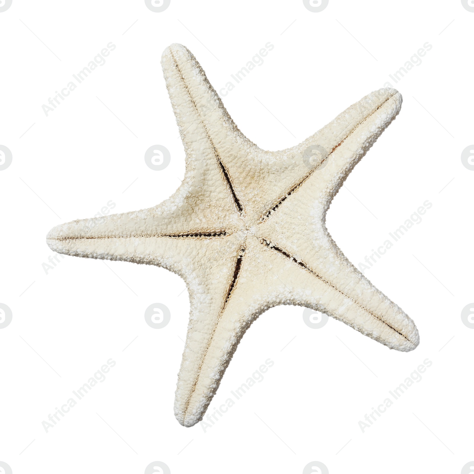 Photo of Beautiful sea star isolated on white. Beach object